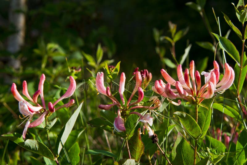 Honeysuckle stock images Honeysuckle stock images