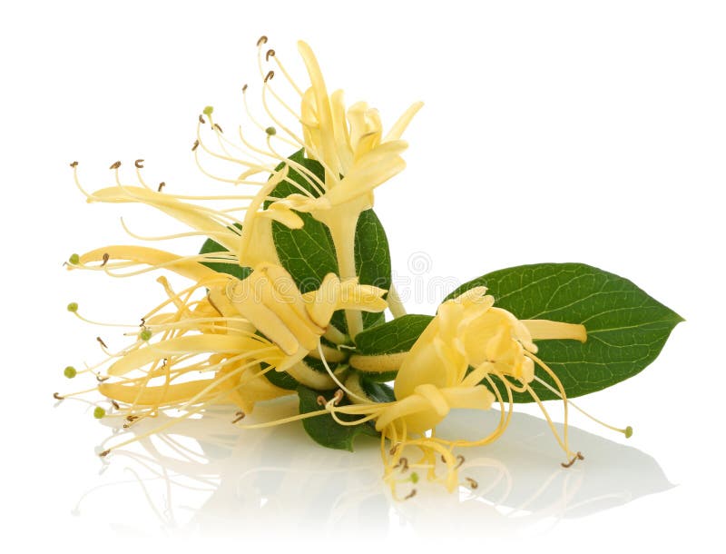 Honeysuckle stock image. Image of yellow, flora, isolated 32008235