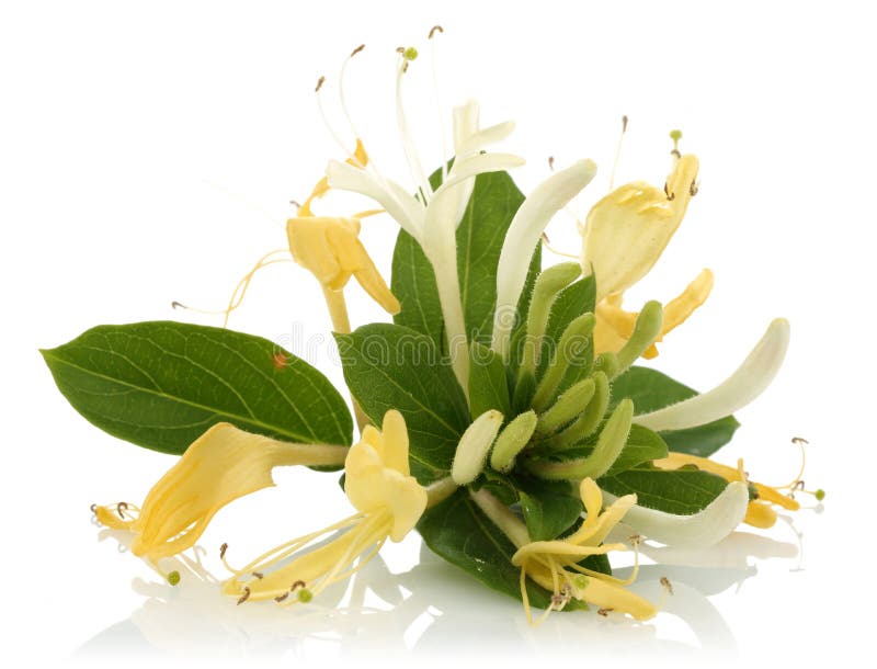 Honeysuckle stock image. Image of yellow, flora, isolated 32008235