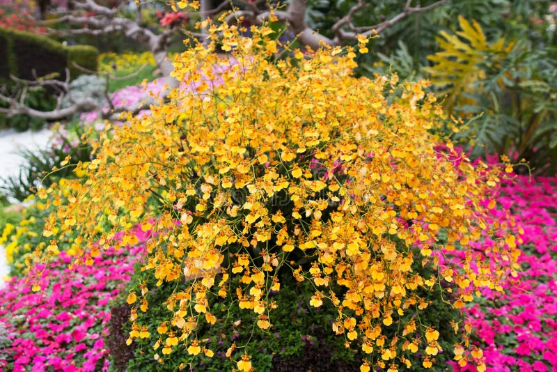 The Hong Kong Flower Show stock photo. Image of hong 89644030