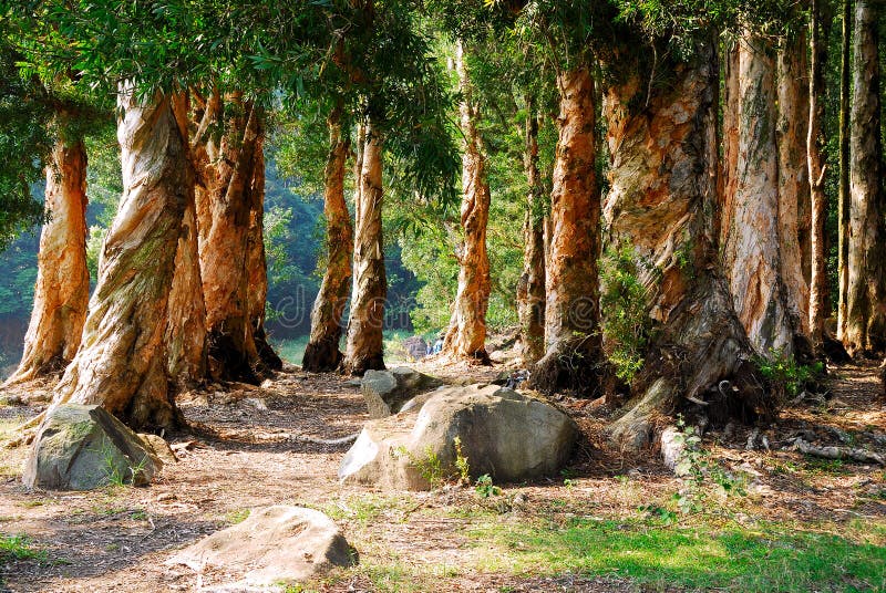 Hong Kong Shing Mun Country Park