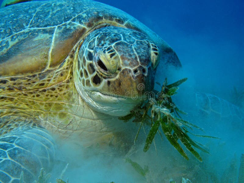 Green Turtle - Chelonia mydas eating sea grass. Green Turtle - Chelonia mydas eating sea grass