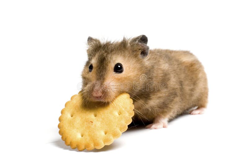 Hongerige hamster