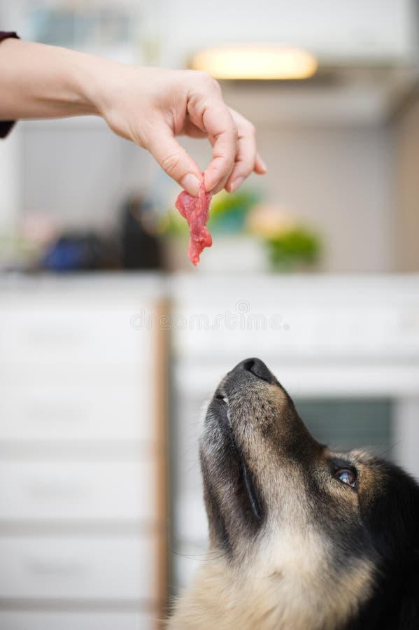 Hongerige hond die een stuk van vlees hebben stock afbeeldingen Hongerige hond die een stuk van vlees hebben stock afbeeldingen