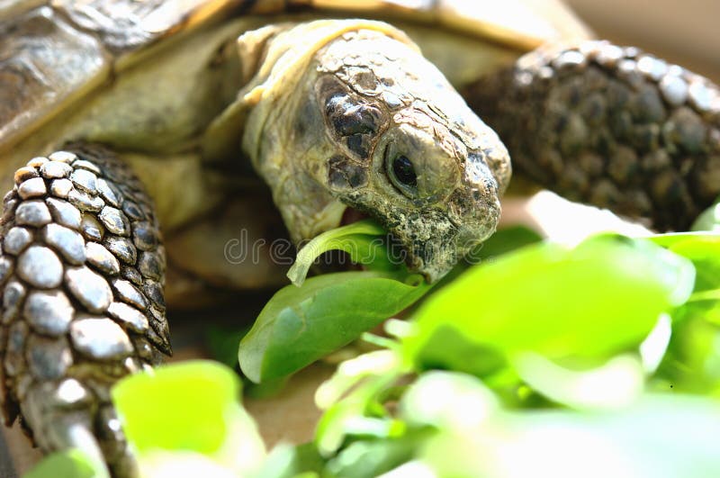 Hongerige schildpad