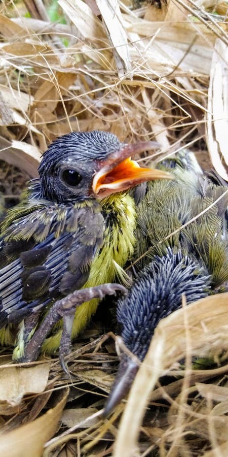 Hongervogel stock foto's Hongervogel stock foto's