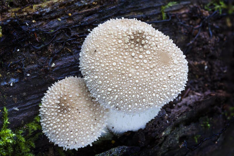 Hongo común del Puffball imagen de archivo libre de regalías Hongo común del Puffball imagen de archivo libre de regalías