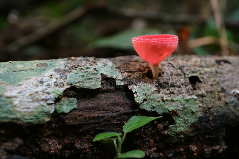 Hongos de taza o Champagne Glass Mushroom Growing rojos en la madera, selva tropical fotografía de archivo Hongos de taza o Champagne Glass Mushroom Growing rojos en la madera, selva tropical fotografía de archivo