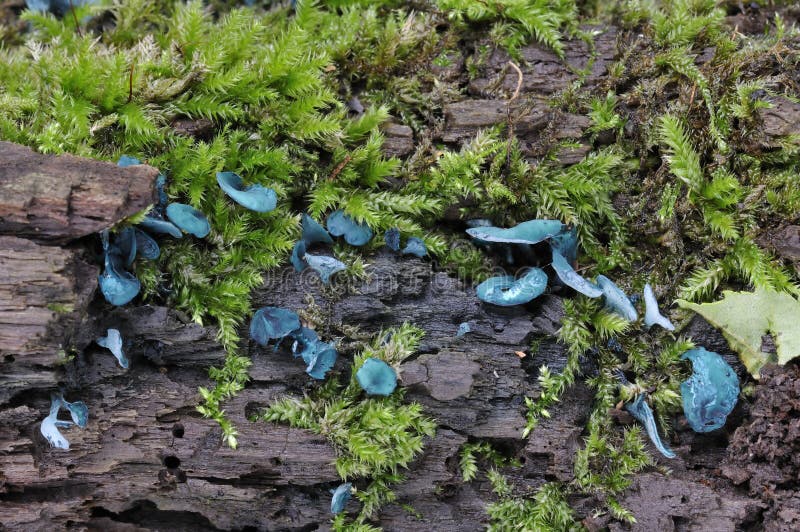 Hongo De Taza Verde De Duende (aeruginascens De ...