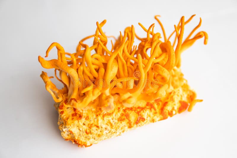Hongos para la salud humana. el concepto de uso de cordycepin. fondo blanco. cordyceps fresco imagen de archivo