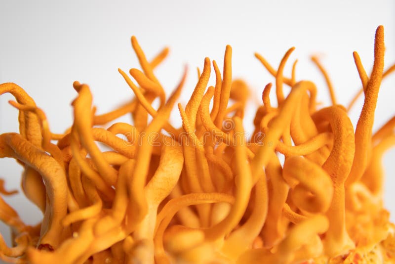 Hongos para la salud humana. mushroom de militaris. cordyceps fresco. tratamiento con adenosina. fondo blanco. imagenes de archivo