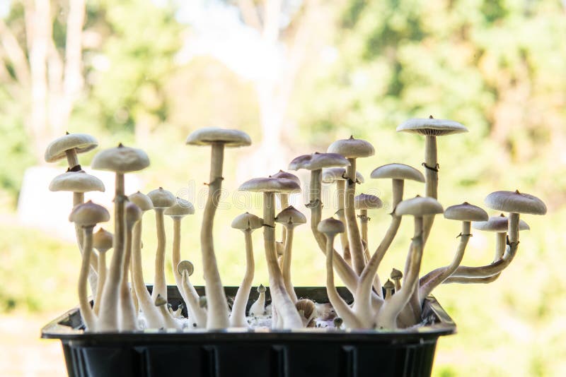 Hongos psilocybin cubensis. cultivo de albino a cepa. salón psilocybin fresco. fármaco psicodélico alucinógeno. investigación médi fotografía de archivo