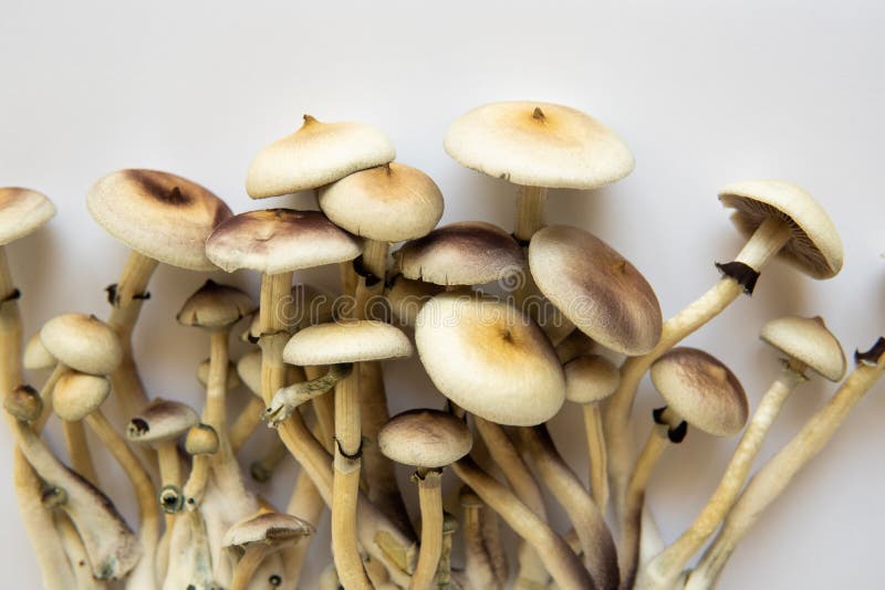 Hongos psilocybin cubensis. fármaco psicodélico alucinógeno. investigación médica de psilocybin imagenes de archivo
