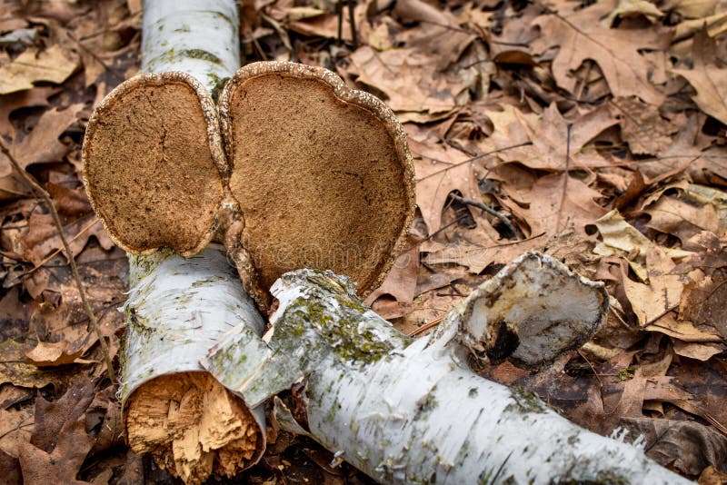 Hongos que crecen en un registro quebrado del árbol de abedul blanco fotografía de archivo libre de regalías Hongos que crecen en un registro quebrado del árbol de abedul blanco fotografía de archivo libre de regalías