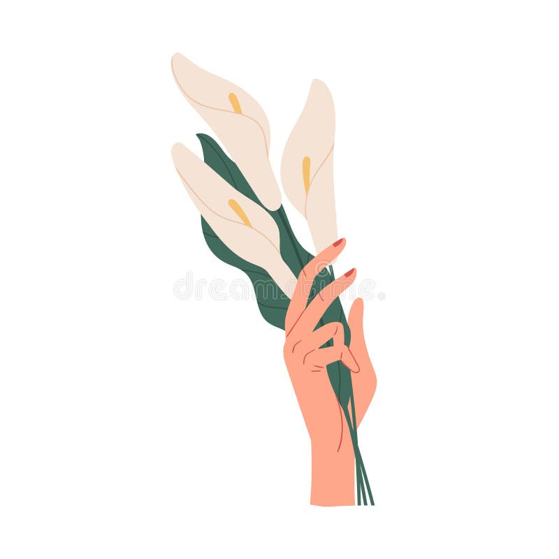 Honhand som håller knippen av ömtåliga vita blommor isolerade på vit bakgrund. elegant bukett. vacker vektor illustrationer
