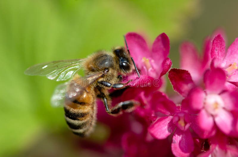 Honig-Biene auf purpurroter Blume