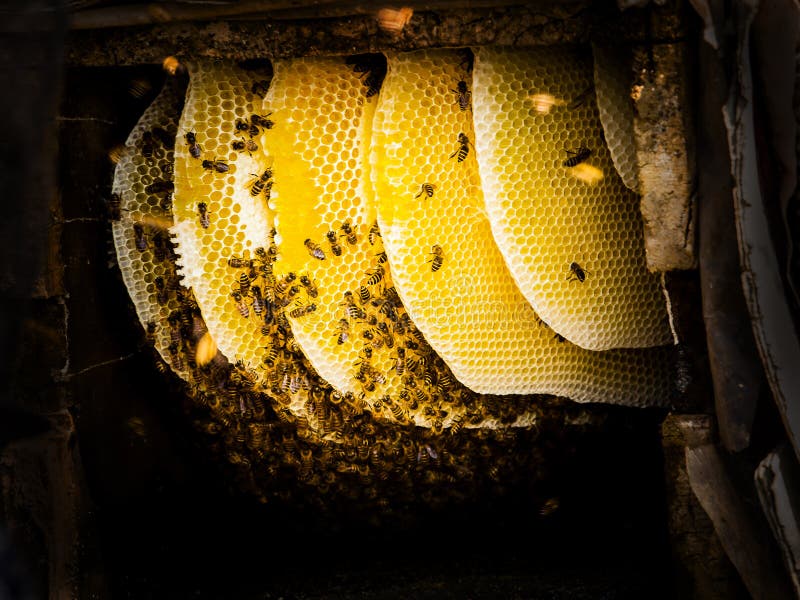Honig, der in ländlichem Sichuan China erntet