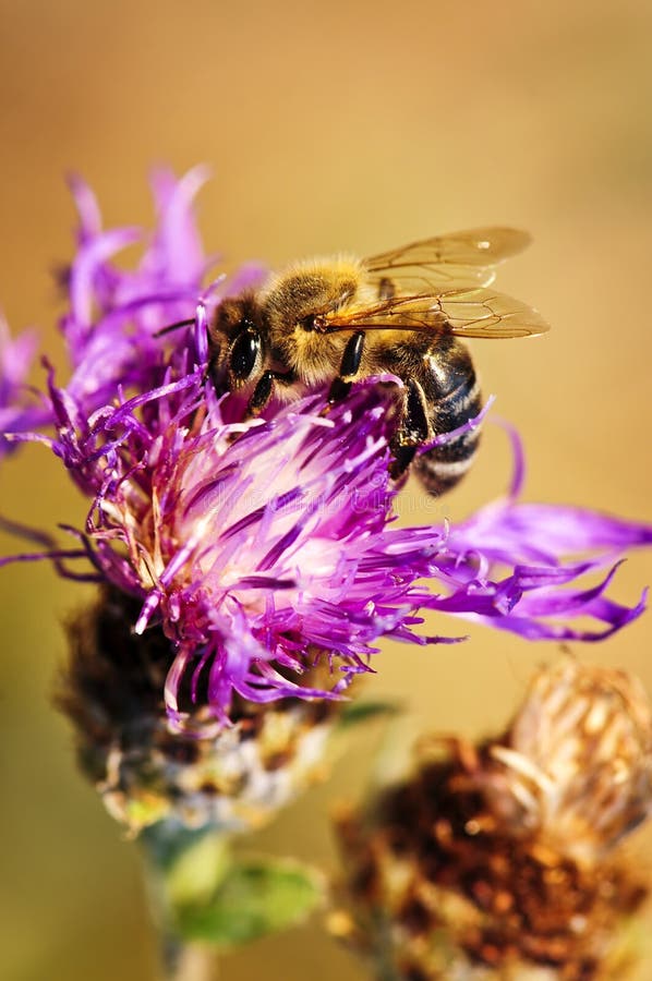 Close up of honey bee on knapweed flower. Close up of honey bee on knapweed flower