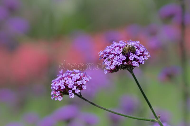 Honigbiene, die Bl?tenstaub von der sch?nen rosa Verbeneblume im Sommer sammelt lizenzfreies stockbild Honigbiene, die Bl?tenstaub von der sch?nen rosa Verbeneblume im Sommer sammelt lizenzfreies stockbild