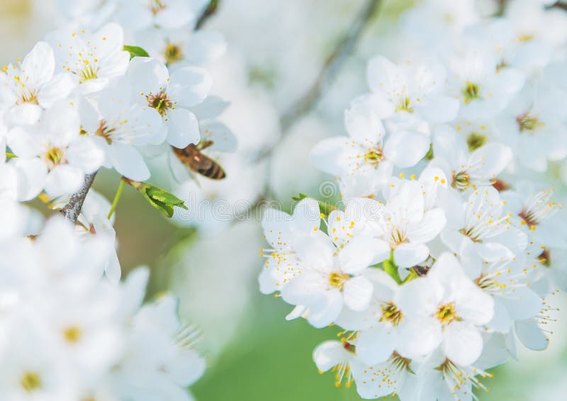 Honigbiene, die zu den blühenden Blumen des Weiß fliegt stockfoto Honigbiene, die zu den blühenden Blumen des Weiß fliegt stockfoto