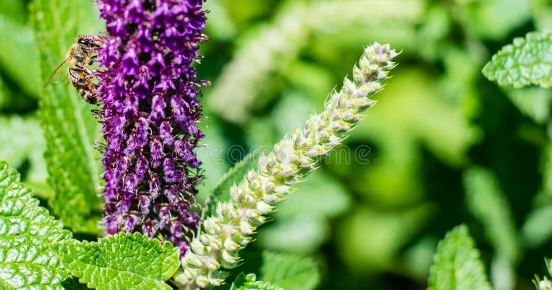 Honigbiene und eine Blume stockbilder Honigbiene und eine Blume stockbilder