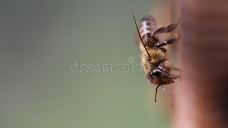 Honigbienen auf dem Bienenstock