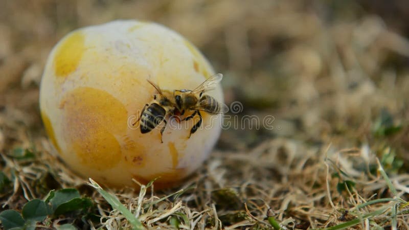 Honigbienen auf Pflaume