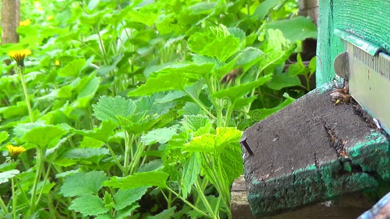 Honigbienen, die um ihren Bienenstock fliegen