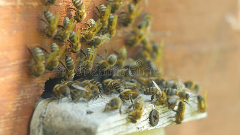 Honigbienen, die um ihren Bienenstock schwärmen und fliegen