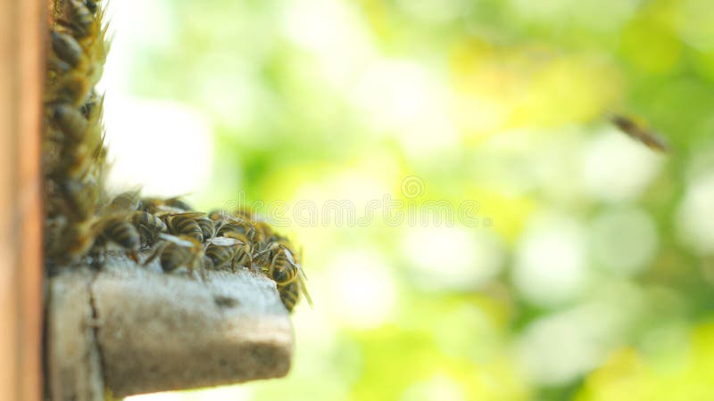 Honigbienen, die um ihren Bienenstock schwärmen und fliegen