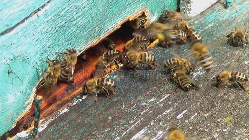 Honigbienen, die um ihren Bienenstock schwärmen und fliegen