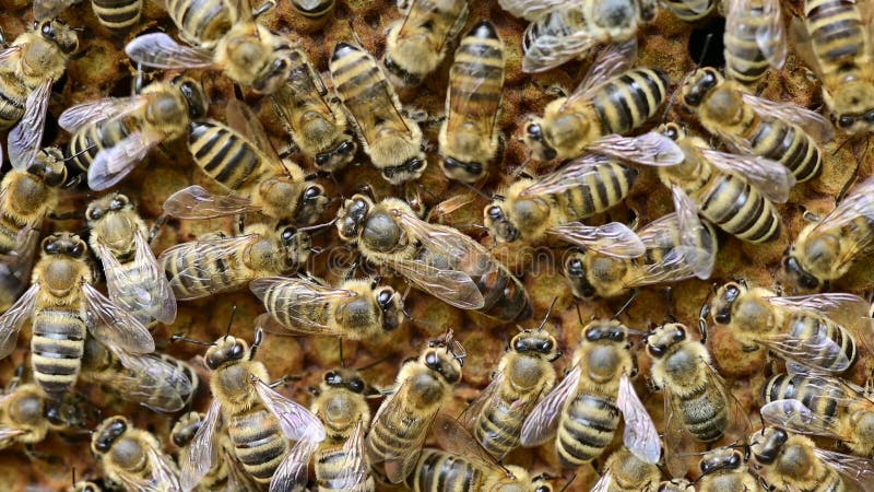 Honigbienen kümmern sich um Bienenkönigin im Bienenvolk