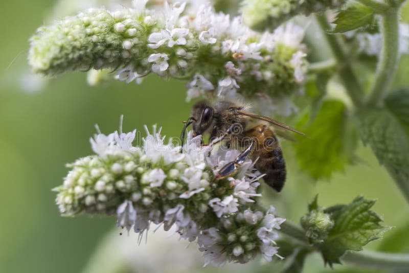 Honingbij die een muntbloem bestuiven stock afbeeldingen Honingbij die een muntbloem bestuiven stock afbeeldingen