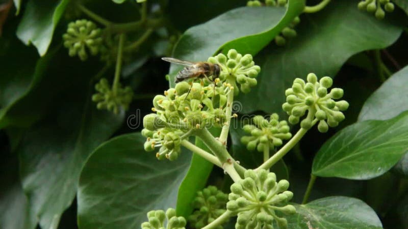 Honingbij die nectar en stuifmeel verzamelen