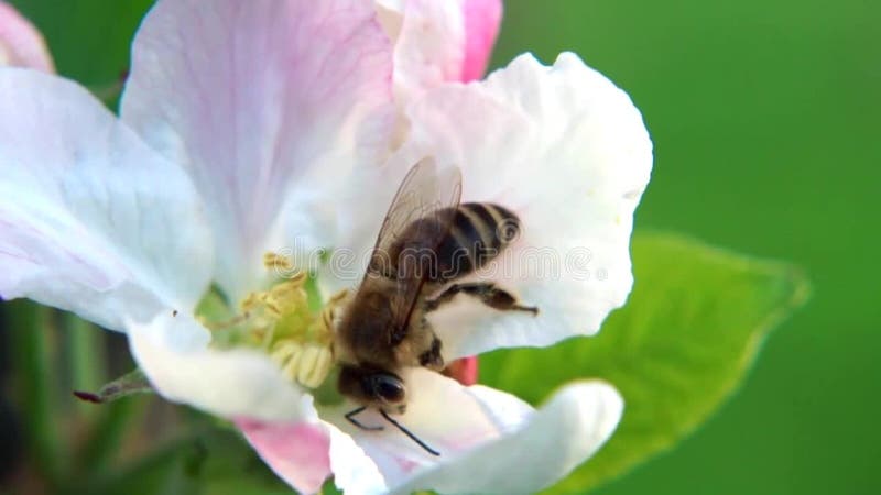 Honingbij op de bloem van de fruitboom, het bestuiven