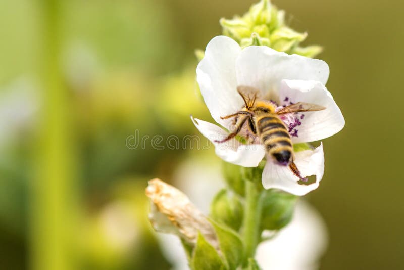 Honingbij op een bloem van een heemst royalty-vrije stock foto Honingbij op een bloem van een heemst royalty-vrije stock foto