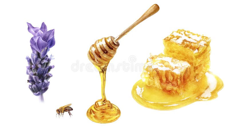 Honingbijen en honingraat met lavendere bloem, waterverf geïsoleerd op witte achtergrond
