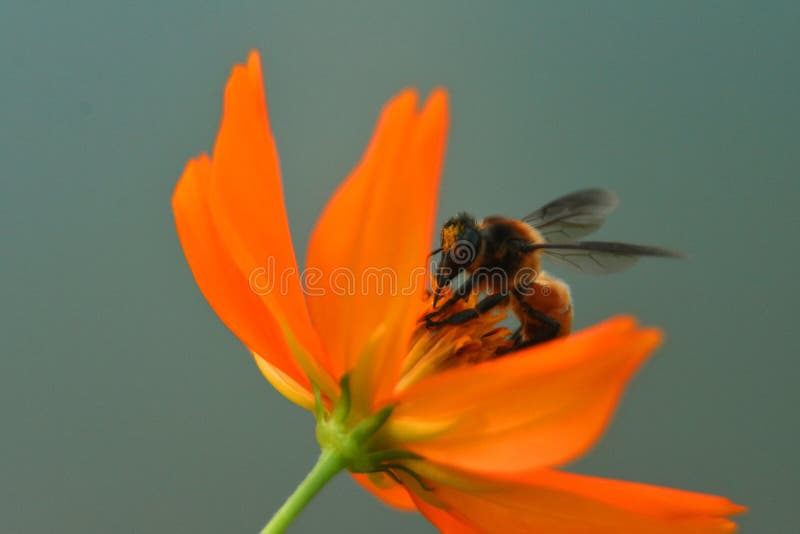 Honingbijen op de Cosmos Sulphureus Flower royalty-vrije stock foto's Honingbijen op de Cosmos Sulphureus Flower royalty-vrije stock foto's