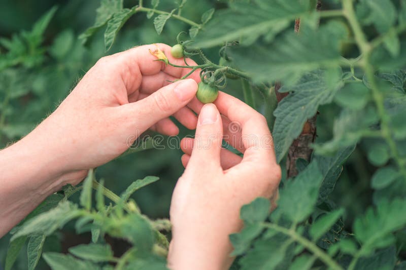 Honjordbrukare som undersöker omogen tomatfrukt i den ekologiska grönsaksodlingen royaltyfria foton
