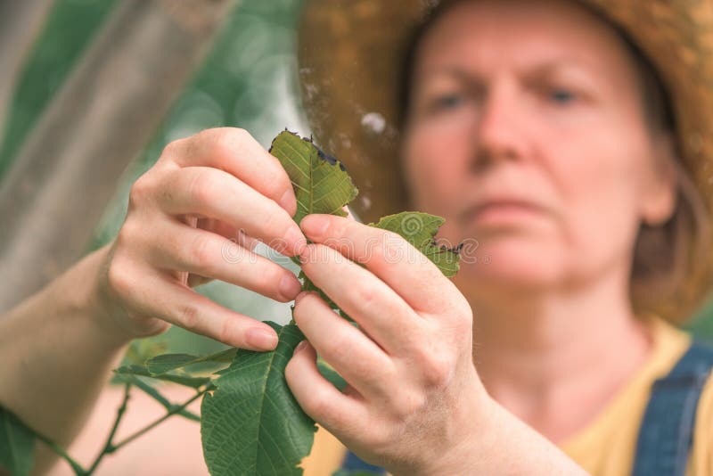 Honjordbrukare som undersöker valnötsträdsgrenar och blad för vanliga skadegörare och sjukdomar arkivbilder