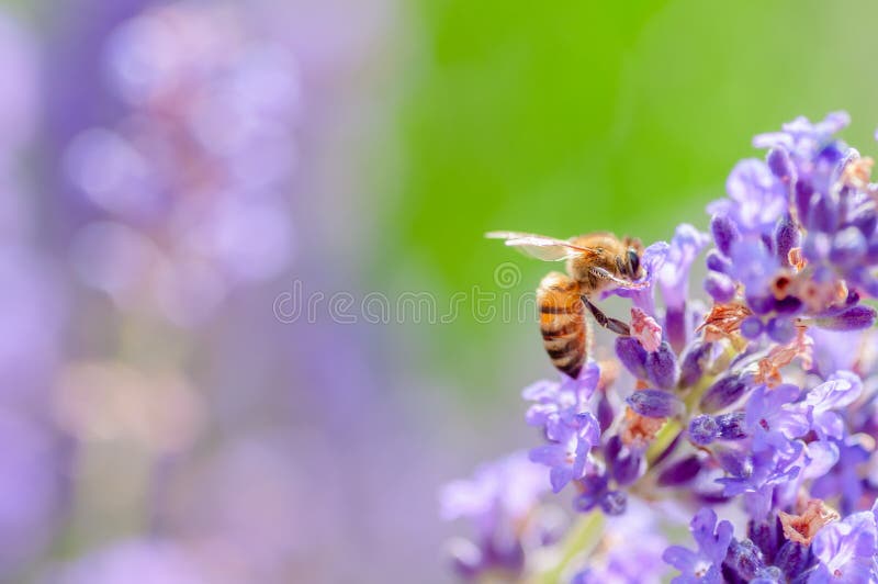 Honungbi som besöker lavendelblommorna och samlar nära övre pollination för pollen arkivbild Honungbi som besöker lavendelblommorna och samlar nära övre pollination för pollen arkivbild