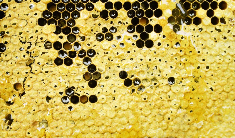 Honungskakamodeller texturerar med den bästa sikten för honungdroppande, naturbakgrund arkivfoto Honungskakamodeller texturerar med den bästa sikten för honungdroppande, naturbakgrund arkivfoto