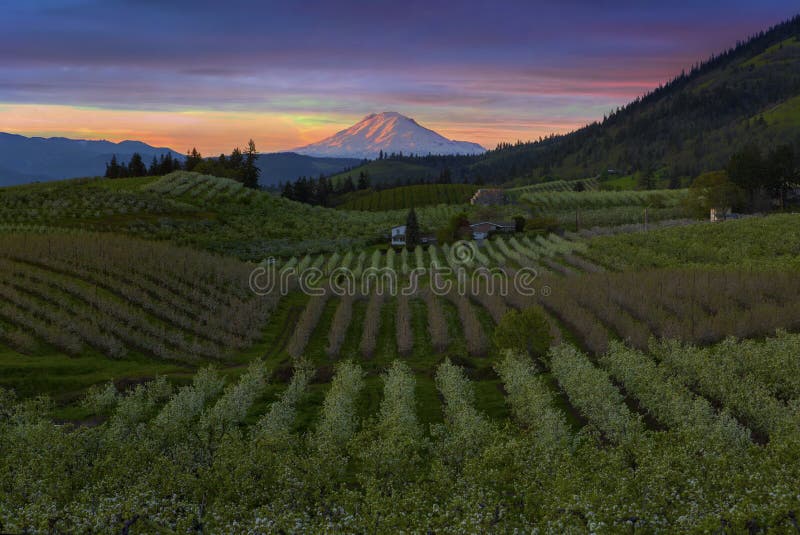 Hood River Pear Orchards Bij Zonsondergang in Oregon Stock Afbeelding