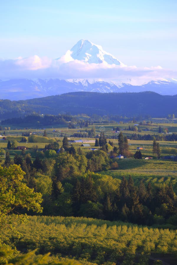 Hood River Valley or. & Mt. Hood. Stock Photo Image of agriculture