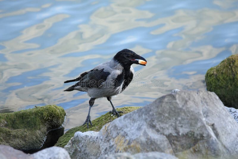 Hooded crow