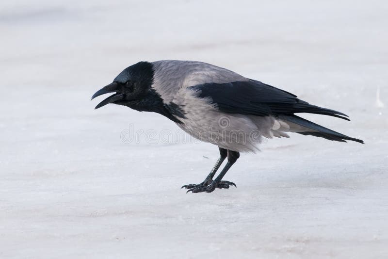 Hooded Crow on ice