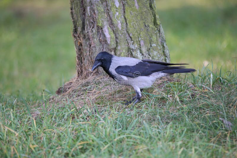 Hooded crow stands on the grass in the park. stock photography