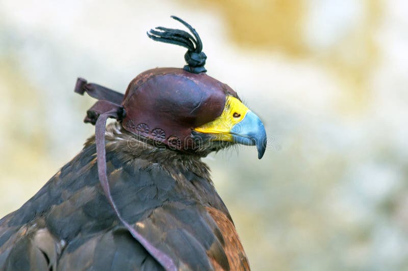 Hooded Harris Hawk stock photo. Image of bird, closeup - 21337040