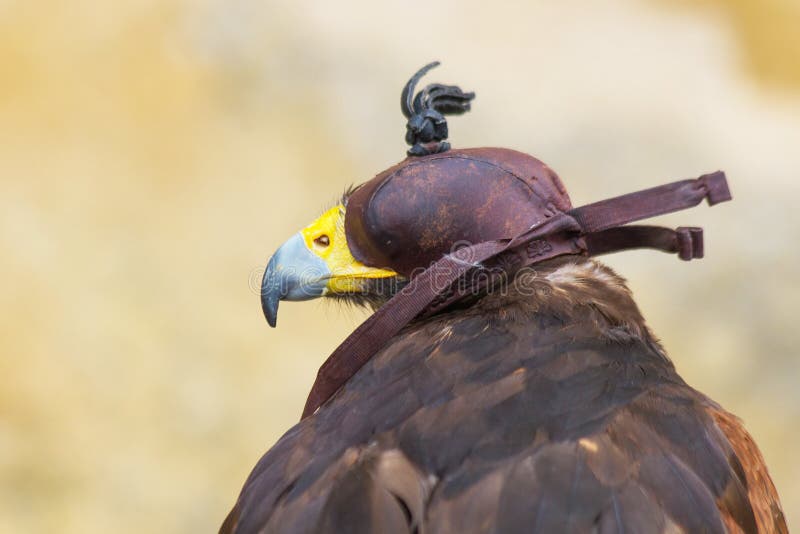 [Image: hooded-harris-hawk-parabuteo-unicintus-s...995599.jpg]