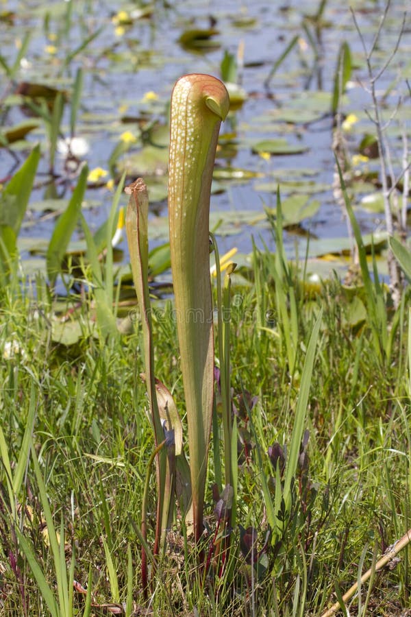 Sarracenia minor, also known as the Hooded pitcher plant, is a carnivorous plant in the genus Sarracenia. Sarracenia minor, also known as the Hooded pitcher plant, is a carnivorous plant in the genus Sarracenia.